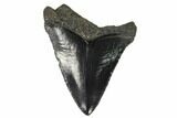 Serrated, Juvenile Megalodon Tooth - Georgia #115708-1